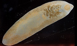 Fasciolopsis buski